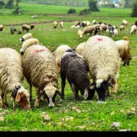 &گوسفند بره پروار زنده درطهران بدونه تعطیلی درمحل.|حیوانات مزرعه|تهران, چیتگر جنوبی|دیوار