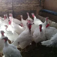 بوقلمون گوشتی|پرنده|تربت جام, پاسداران|دیوار