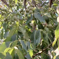 گردو-اجاره-پر-ثمر