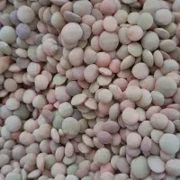 عدس تازه امسال