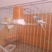 فروش یک جفت مرغ عشق