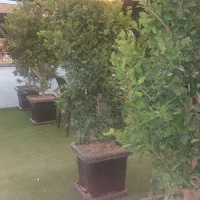 گل یاس هلندی