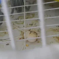 طوطی برزیلی ماده مارال آماده|پرنده|ملارد, |دیوار