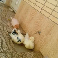 اردک|حیوانات مزرعه|شهرضا, |دیوار