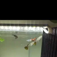 ماهی گوپی اکواریوم