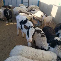 گاو زایده با گوساله|حیوانات مزرعه|مود, |دیوار