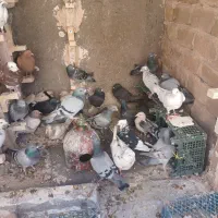 کفتر پرشی|پرنده|قزوین, |دیوار