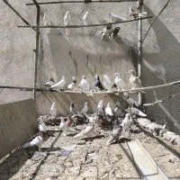 کبوتر