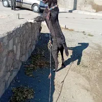 توله سرابی گم شده|حیوانات|دهگلان, |دیوار