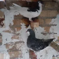 کبوتر اصفهانی جوانه