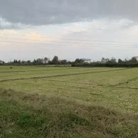 زمین مناسب کشاورزی(کیوی و برنج)