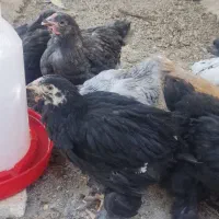 جوجه برهما و سلطانی