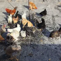 مرغ و خروس محلی و نژاد دار