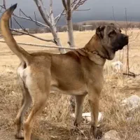 سرابی