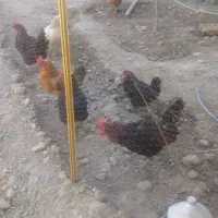 حیوانات مزرعه