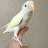 کوتوله برزیلی دستی دستی