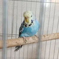 مرغ عشق انگلیسی|پرنده|تهران, مشیریه|دیوار