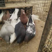 فروش ده تاکفتر رنگی|پرنده|داراب, |دیوار