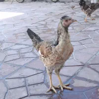 سه تا وارک ویه خروس لاری در ایلام|حیوانات مزرعه|سیوان, |دیوار