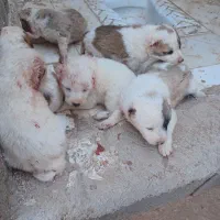 سگ فروشی|سگ|قائن, |دیوار