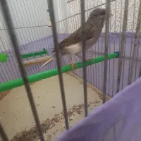 قناری نر قرص|پرنده|کرج, فاز ۲ مهرشهر|دیوار