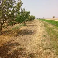 باغ گردو|خدمات باغبانی و درختکاری|جوکار, |دیوار