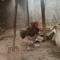 خروس برهما طوسی