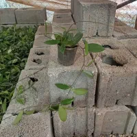 گل هویا ۱۹ ت|گل و گیاه طبیعی|اصفهان, زاجان|دیوار