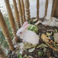 بچه خرگوش خوشکل|موش و خرگوش|خمینی‌شهر, |دیوار