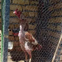 خروس لاری افغان