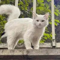 نیازمنده گربه یا بچه گربه