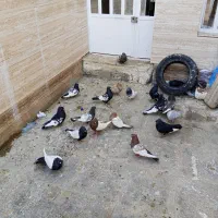 دسته کفتری سینه معاوضه و فروش