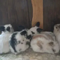 فروش خرگوش|موش و خرگوش|اصفهان, زاجان|دیوار