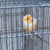 قناری نر موزاییکی|پرنده|ری, دیلمان|دیوار