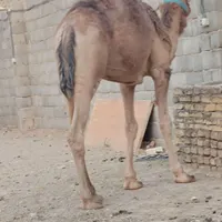 شتر هاشی گهود بافق|حیوانات مزرعه|بافق, |دیوار