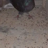کبتر|پرنده|لنگرود, |دیوار