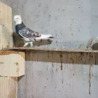 سلام فروش کفتر|پرنده|قشم, |دیوار