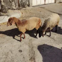 1عدد بره 3 عدد میش و بره|حیوانات مزرعه|رباطکریم, رباطکریم|دیوار