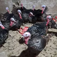 بوقلمون محلی