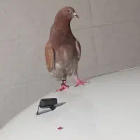 کبوتر آهنی نسل پلا‌کی