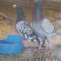 کفتر آلمانی اصل چشم نوک همه چی میزون