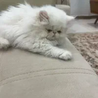 گربه پرشین|گربه|مهاباد (آذربایجان غربی), |دیوار