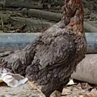 مرغ لاری طوس|حیوانات مزرعه|کلاله, |دیوار