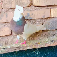 طوقی|پرنده|خرمشهر, |دیوار