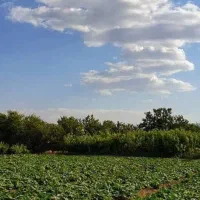 نیازمند کارگر مزرعه