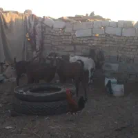 ابادان|حیوانات مزرعه|خرمشهر, |دیوار