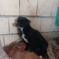 سگ پاکوتاه باهوش|سگ|کرمانشاه, |دیوار