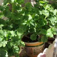 گل  شمعدونی