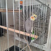 عروس هلندی بالغ سخنگو فوق سرحال