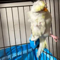 مرغ عشق پروانه‌ای فالو ماده|پرنده|بندر ماهشهر, |دیوار